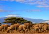Tanzania Voted The Best Safari Destination In Africa