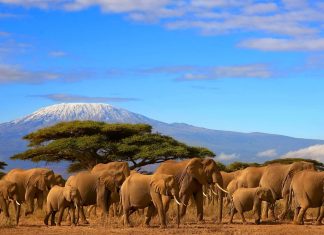 Tanzania Voted The Best Safari Destination In Africa