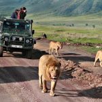 Tanzania safari trips