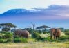 Top Travel Destinations For Wildlife Lovers Wildlife