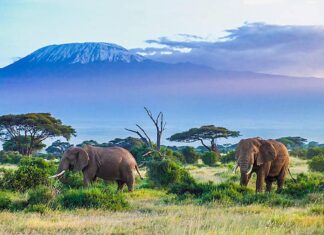 Top Travel Destinations For Wildlife Lovers Wildlife